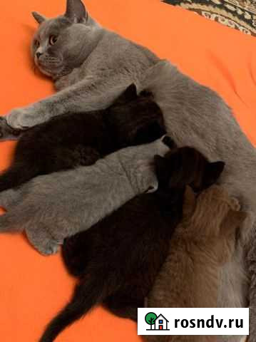 Британская Тюмень - изображение 1