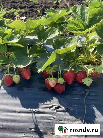Клубники ремонтантная «мурана» рассада Ростов-на-Дону - изображение 1