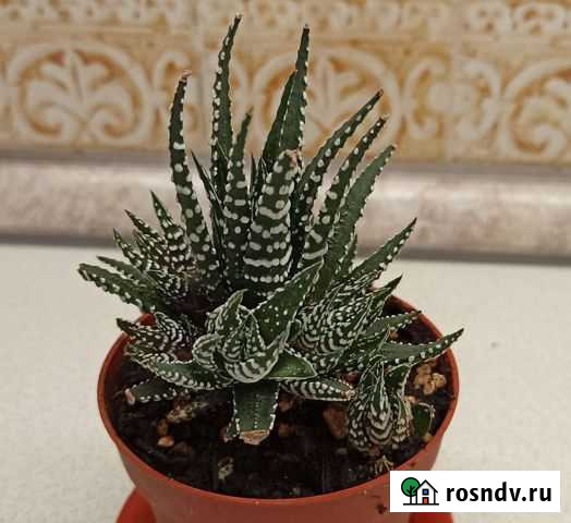 Суккуленты разные Малоярославец - изображение 1