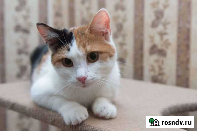 3 цвета счастья Уфа - изображение 1