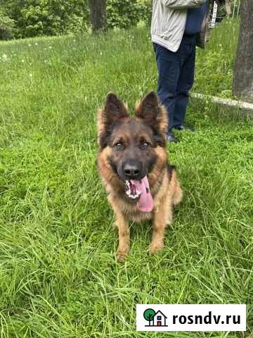 Немецкая овчарка вязка Богородицк - изображение 1