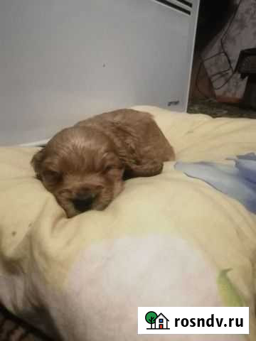 Английский Кокер спаниель Улан-Удэ - изображение 1