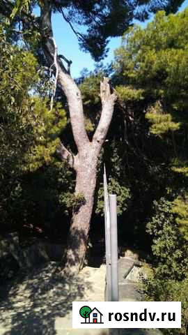 Бесплатно спилю больше дерево Бахчисарай - изображение 1