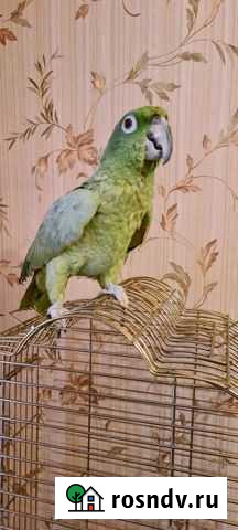 Попугай амазон мюллера Химки - изображение 1