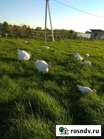 Индюки разных возрастов и пород Гурьевск - изображение 1