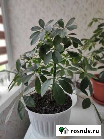 Шефлера Суздаль - изображение 1