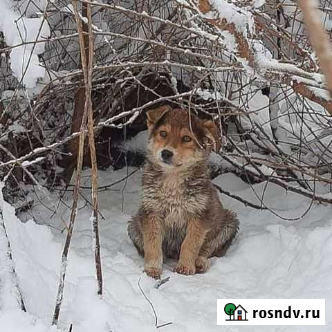 Собака в добрые руки Ростов-на-Дону - изображение 1