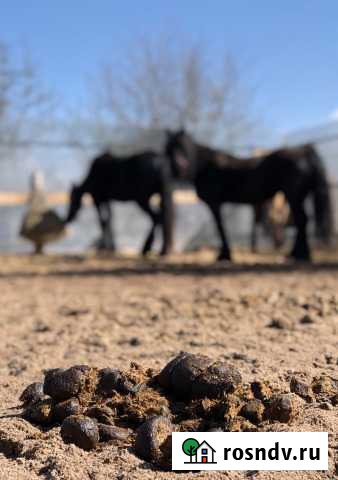 Конский навоз от своих Лошадей Горбунки - изображение 1