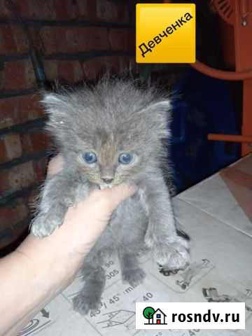 Котенок ищет дом Краснодар - изображение 1