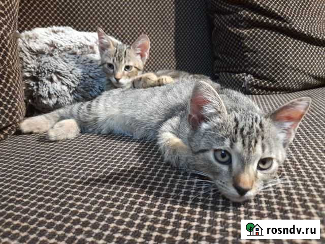 Котята чаузи ф3 Лебедянь - изображение 1