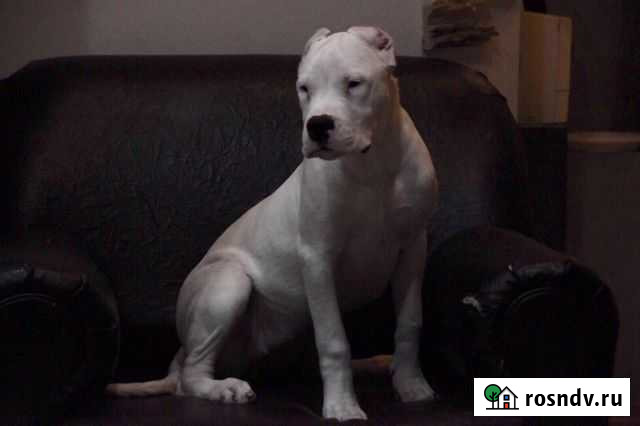 Щенки аргентинского Дога Воронеж - изображение 1