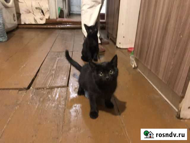 Классные котята для классных людей Иваново - изображение 1