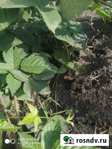 Саженцы ежевики Воронеж - изображение 1
