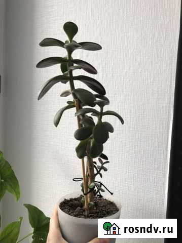 Толстянка (денежное дерево) Чебоксары - изображение 1