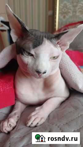 Канадский сфинкс вязка Барнаул - изображение 1