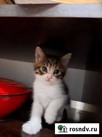 Кошка Подольск - изображение 1