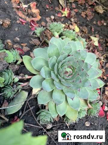 Каменная Роза Белгород - изображение 1