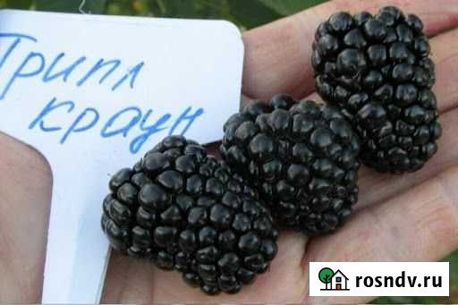 Саженцы бесшипной ежевики Тройная корона Балашов - изображение 1