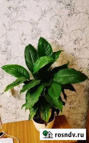 Спатифиллум. Женское счастье Улан-Удэ - изображение 1