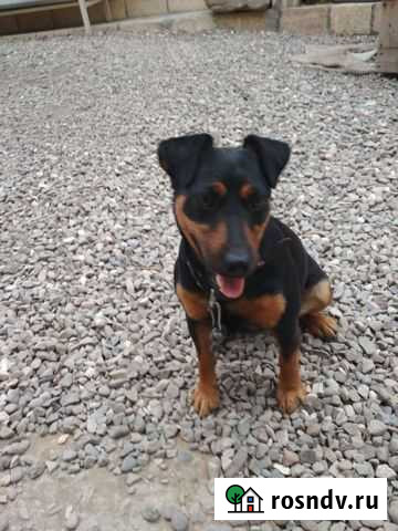 Ягдтерьер Геджух - изображение 1