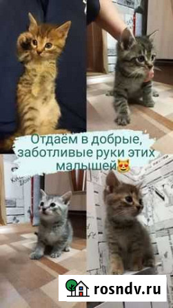 Бесплатные котята (мама шотландка прямоухая) Старотимошкино - изображение 1