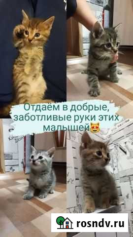 Бесплатные котята (мама шотландка прямоухая) Старотимошкино - изображение 1