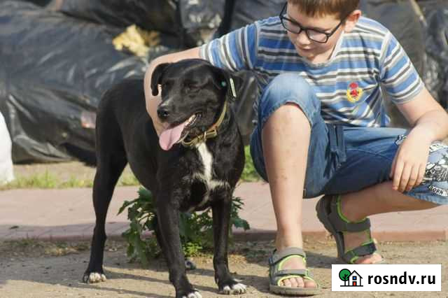 Небольшая собака Ульяновск - изображение 1