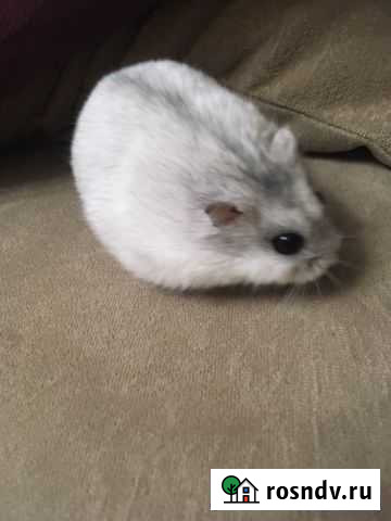 Джунгарский хомяк Ульяновск - изображение 1