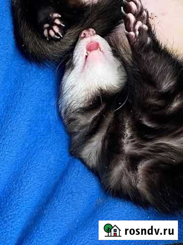 Хорёк Липецк - изображение 1