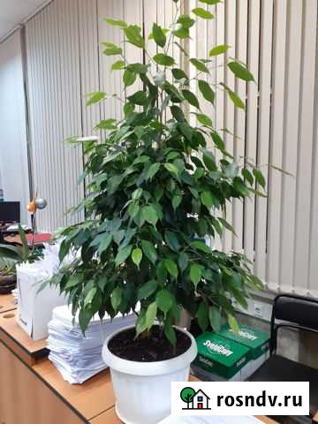 Фикус бенджамина большой Воронеж - изображение 1