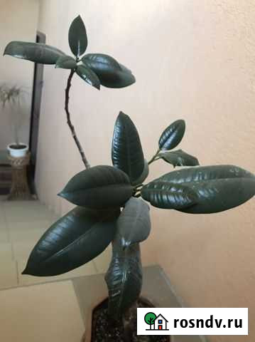 Фикус Самара - изображение 1