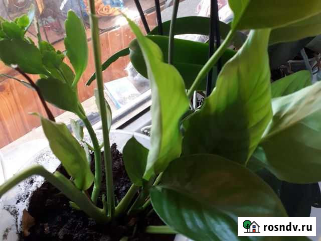 Спатифиллум женское счастье Загорянский - изображение 1