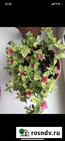 Аптения Тула - изображение 1