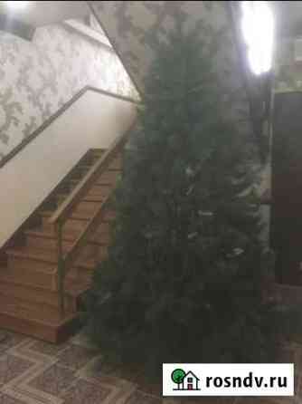 Туя Геленджик