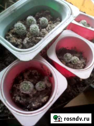 Кактусы-мамилярия и эхиноцериус Рязань - изображение 1