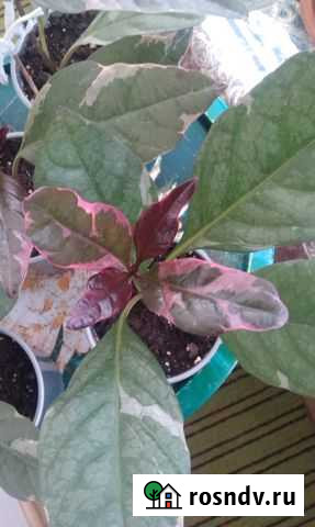 Псевдэрантемум Симферополь - изображение 1