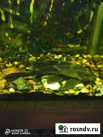 Анциструс Елец - изображение 1