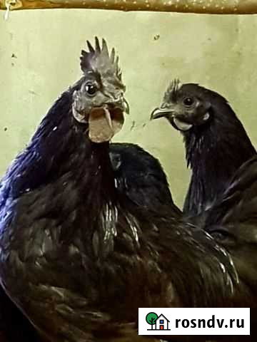 Куры молодки,семьи ухейилюй Кинель-Черкассы - изображение 1