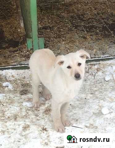 Щенки в добрые руки Заволжье - изображение 1