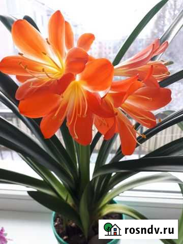 Комнатные растения цветы Железногорск - изображение 1