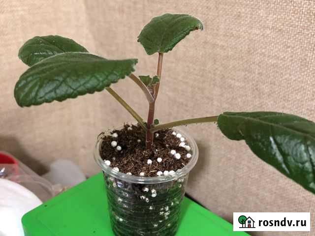 Комнатные растения Новосибирск - изображение 1