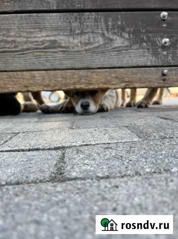 Щенки бесплатно Аксай - изображение 1