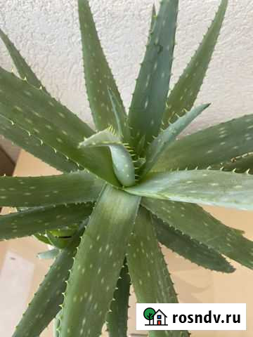 Комнатные домашние растения Севастополь - изображение 1