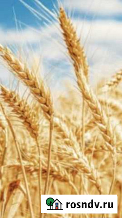 Продам пшеницу 2 класс Мокшан - изображение 1