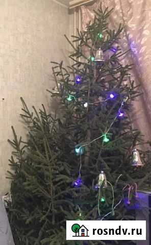 Живые елки и сосны Люберцы - изображение 1