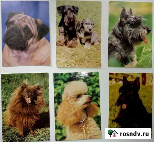 Открытки гдр. кошки.собаки и др Альметьевск - изображение 1