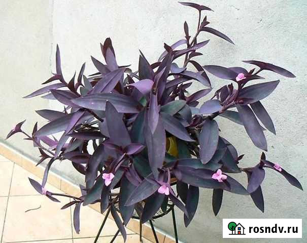 Фиолетовая традесканция Красногорск - изображение 1