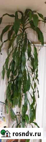 Цветок драцена Пермь - изображение 1