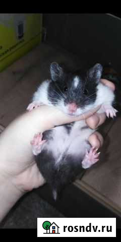Сирийский хомяк вязка Пермь - изображение 1