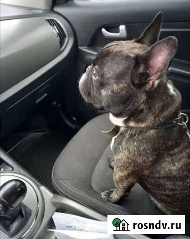 Щенки французского бульдога Улан-Удэ - изображение 1